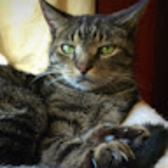 Meet your Posher, Alyssa - Picture 1 of 1